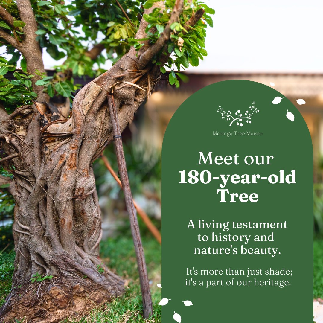 180-year-old resident tree